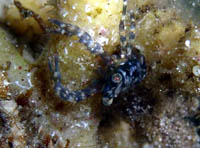 Photo: O. Lederman; Click for a larger picture